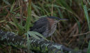 Green Heron